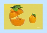 제주 한라봉