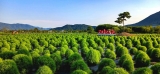 황산공원 여름
